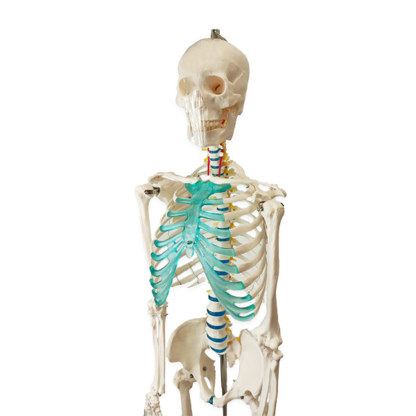 szkielet-anatomiczny-czlowieka-model-caly-rehaintegro-sklep-2
