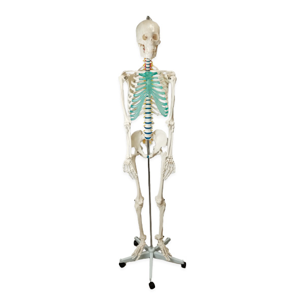 szkielet-anatomiczny-czlowieka-model-caly-rehaintegro-sklep