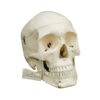 model-anatomiczny-czaszki-czlowieka-3d-rehaintegro