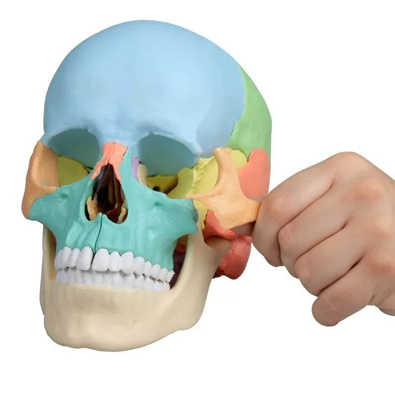 czaszka-osteopatyczna-zimmer-rehaintegro-sklep-2