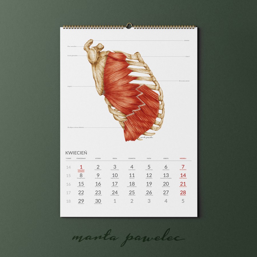 Kalendarz_Anatomiczny_2024-rehaintegro-sklep-5